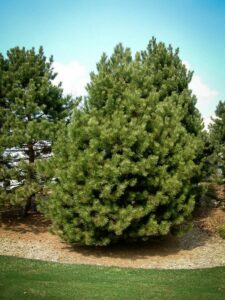 Сосна Чёрная (Pinus Nigra) купить по цене от 270.00р. в интернет-магазине «Посадика» с доставкой почтой в в Чаплыгине и по всей России – [изображение №1].