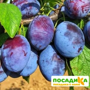 Слива Чачакская ранняя купить по цене от 229.00р. в интернет-магазине «Посадика» с доставкой почтой в в Чаплыгине и по всей России – [изображение №1].