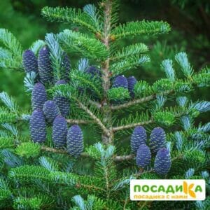 Пихта корейская (Abies koreana) купить по цене от 450.00р. в интернет-магазине «Посадика» с доставкой почтой в в Чаплыгине и по всей России – [изображение №1].