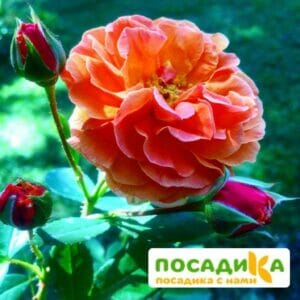 Роза Арабия купить по цене от 350.00р. в интернет-магазине «Посадика» с доставкой почтой в в Чаплыгине и по всей России – [изображение №1].