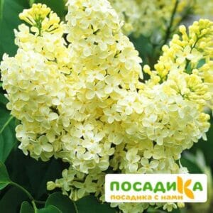 Сирень Примроуз (Primrose) купить по цене от 529.00р. в интернет-магазине «Посадика» с доставкой почтой в в Чаплыгине и по всей России – [изображение №1].