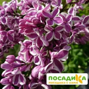 Сирень Сенсация купить по цене от 529.00р. в интернет-магазине «Посадика» с доставкой почтой в в Чаплыгине и по всей России – [изображение №1].