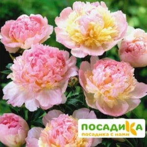 Пион Распберри Сандей (Paeonia Raspberry Sundae) купить по цене от 959р. в интернет-магазине «Посадика» с доставкой почтой в в Чаплыгине и по всей России – [изображение №1].