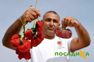 Клубника Гигант Джорнея купить по цене от 266р. в интернет-магазине «Посадика» с доставкой почтой в в Чаплыгине и по всей России – [изображение №1].