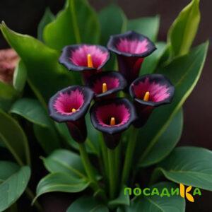 Калла Аура Лейс купить по цене от 400р. в интернет-магазине «Посадика» с доставкой почтой в в Чаплыгине и по всей России – [изображение №1].