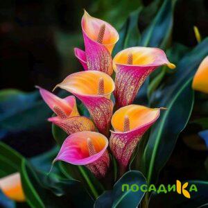 Калла Оникс купить по цене от 450р. в интернет-магазине «Посадика» с доставкой почтой в в Чаплыгине и по всей России – [изображение №1].