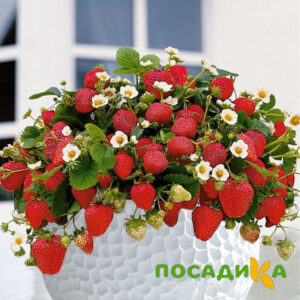 Клубника Рубиновый Шепот (горшечная) купить по цене от 240р. в интернет-магазине «Посадика» с доставкой почтой в в Чаплыгине и по всей России – [изображение №1].