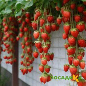 Клубника вьющаяся Комплимент купить по цене от 470р. в интернет-магазине «Посадика» с доставкой почтой в в Чаплыгине и по всей России – [изображение №1].