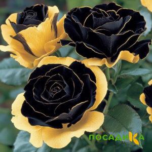 Роза Ханни Сикл купить по цене от 700р. в интернет-магазине «Посадика» с доставкой почтой в в Чаплыгине и по всей России – [изображение №1].