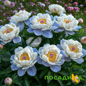 Пион акварельный Этюд купить по цене от 806р. в интернет-магазине «Посадика» с доставкой почтой в в Чаплыгине и по всей России – [изображение №1].