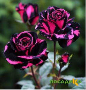 Роза Багровый Шепот купить по цене от 366р. в интернет-магазине «Посадика» с доставкой почтой в в Чаплыгине и по всей России – [изображение №1].