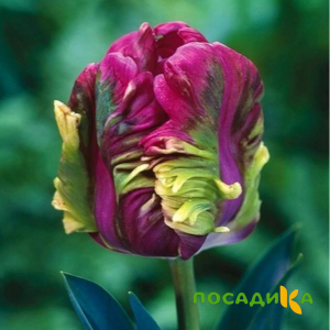 Тюльпан Экзотик Хэвен купить по цене от 186р. в интернет-магазине «Посадика» с доставкой почтой в в Чаплыгине и по всей России – [изображение №1].