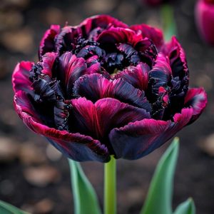 Тюльпан Фламинго купить по цене от 500р. в интернет-магазине «Посадика» с доставкой почтой в в Чаплыгине и по всей России – [изображение №1].