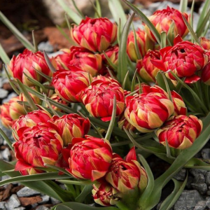 Тюльпан Ап Пинк купить по цене от 390р. в интернет-магазине «Посадика» с доставкой почтой в в Чаплыгине и по всей России – [изображение №1].