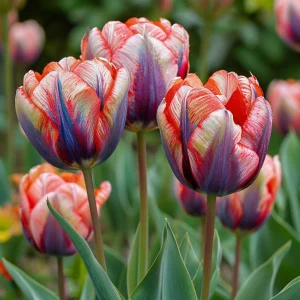 Тюльпан Эбисан Грэйс купить по цене от 217р. в интернет-магазине «Посадика» с доставкой почтой в в Чаплыгине и по всей России – [изображение №1].