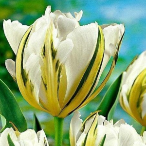 Тюльпан Экзотик Пуруссима купить по цене от 305р. в интернет-магазине «Посадика» с доставкой почтой в в Чаплыгине и по всей России – [изображение №1].